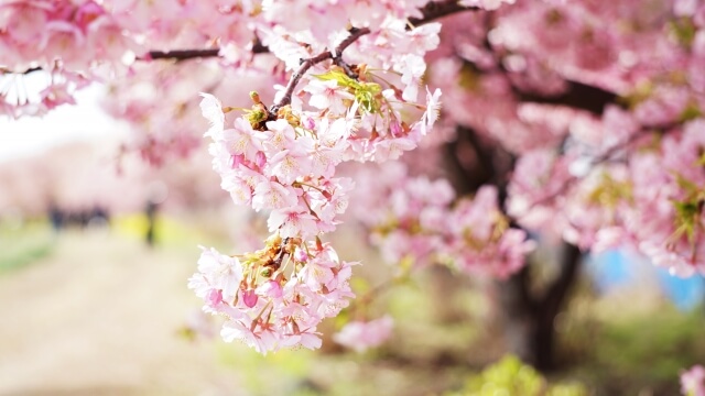 桜と道の写真